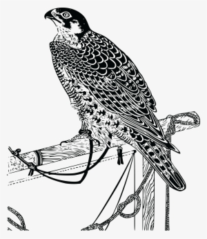 Cooper's Hawk Clipart Falcon - Falcon Free Bird Drawing #244903