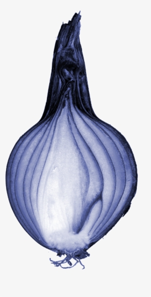 File - Blueonioncut - Vegetative Reproduction In Onion #245470