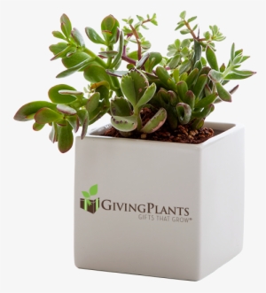 Giving Plants Can Put Your Corporate Logo On Your Gift - Branded Desk Plant #245522
