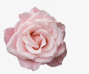Transparent Tumblr Pictures - Pale Pink Roses Png #245858