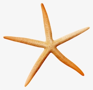 Star Fish Icon #245905