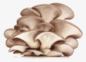 Oysterís Name Refers To The Broad Oyster Shaped Caps - Oyster Mushroom Powder Benefits #246110