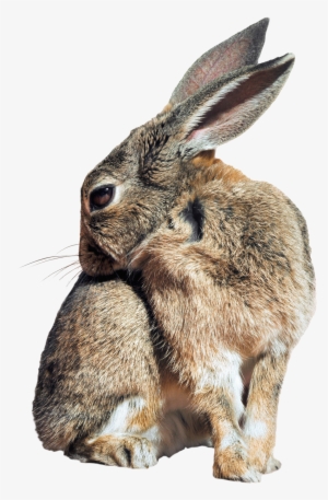 Bunny Rabbit Png Image - Rabbit Png #246471