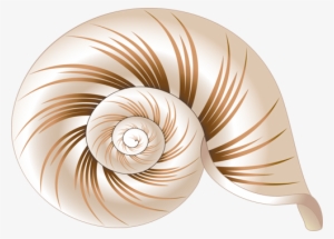 Free Icons Png - Sea Shell Coloring Book #246686