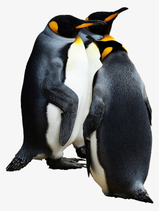 Image - Transparent Background Emperor Penguins Png #247081