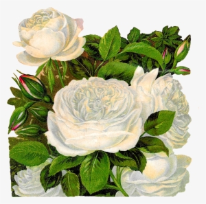 White Rose Clipart 4 White - Clip Art #247347