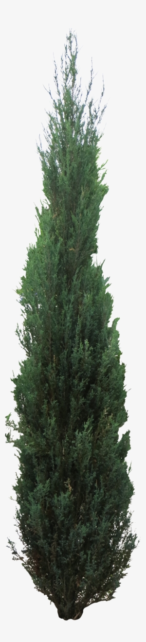 Pine Tree Clipart Juniper Tree #247498 Pine Tree Clipart Juniper Tree #247498
