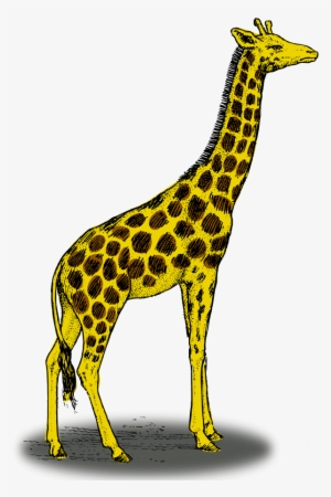 How To Set Use Colored Giraffe Clipart #247930