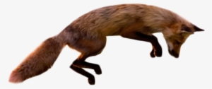 Jumping Fox Transparent Backgrouund - Fox Jumping Png #248518