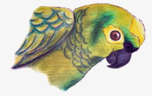 Drawing With Pencil Colours Parrot #248660