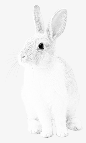 Hand Drawn Rabbit Portrait - Portrait #248818