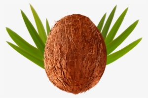 Transparent Png Clip Art Image Gallery Yopriceville - Coconut Clipart Transparent Background Png #248916