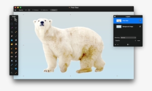 Download Polar Bear Png Clipart Hq Png Image - Polar Bear #248959