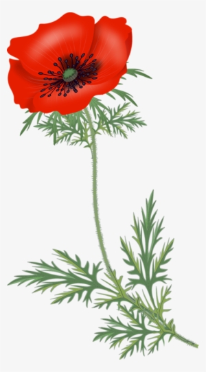 Papoilas Png #248980