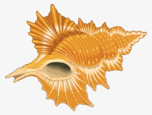 Free Seashell Clip Art - Shells Clipart Png #249332