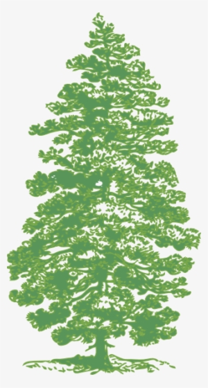 Pine Tree Vector Png - Cafepress Shady Pines Golden Girls Tile Coaster #249374