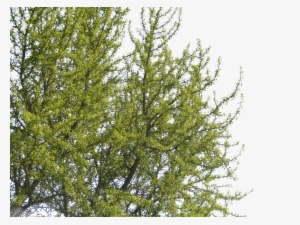 Tree #249915