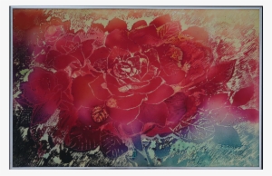 Two Flying Cranes - Hybrid Tea Rose #2402052