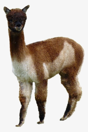 Alpaca - Transparent Alpaca #2406050