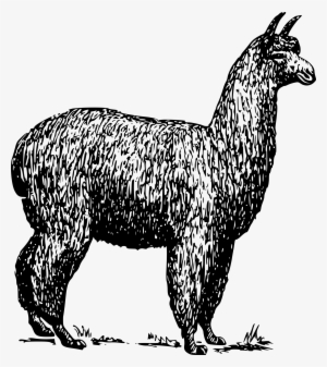 Alpaca Png #2406091