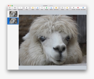 Screen Shot 2015 06 01 At - Alpaca: Journal Log Doodle Sketch Drawing Notebook #2406422