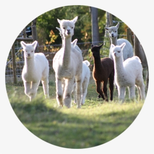 Norrängens Alpaca Follow Swedish Alpaca Association's - Alpaca Of Sweden #2406546