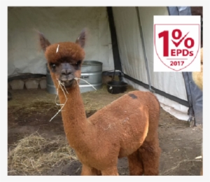 Alpaca For Sale Alpaca For Sale - Michigan #2406593