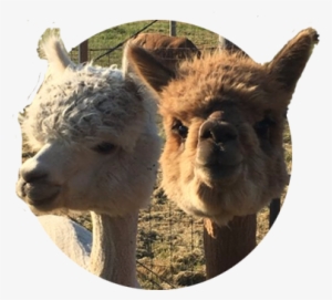 Close-up Of Two Curious Alpacas, One Tan And One Reddish - Brown #2406648 Close-up Of Two Curious Alpacas, One Tan And One Reddish - Brown #2406648