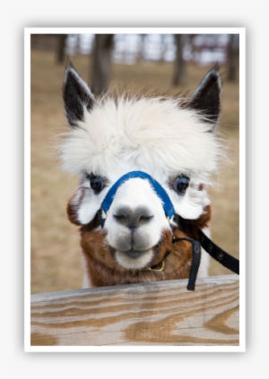 Christmas Celebration - Alpaca #2406670