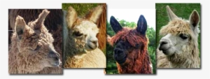 Michigan Alpacas - Llama #2406674