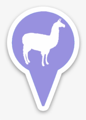 Bentwood Alpacas & Yaks - Canvas Print #2406702