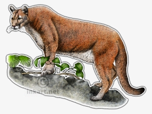 Cougar Clipart Florida Panther - Big Cats Of North America Map #2410996