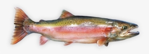 Rainbow Trout #2411489
