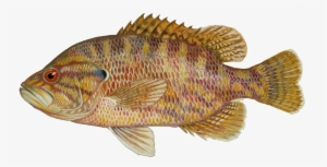 Start Fishing For Warmouth, Tips To Catch More Stump-knockers - Warmouth Fish #2411491