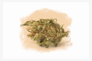 Craft Cannabis - Cannabis Sativa #2413317