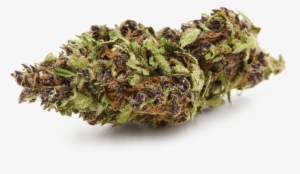 Tahoe O - G - - - Liverwort #2413370