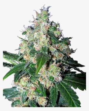 Mazar Feminized Cannabis Seeds - Strawberry Cough #2413512