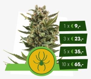 White Widow Automatic - White Widow #2413567