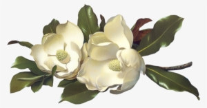 Flowers - Magnolias - Large Image - Click To Download #2417631