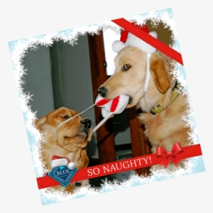Naughty Or Nice - Golden Retriever #2419213
