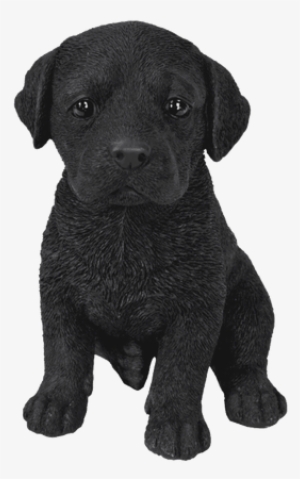 Pet Pals Black Labrador Puppy - Black Labrador Puppy #2419379