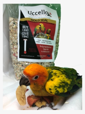 Macaw #2419395