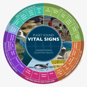 What Are The Vital Signs And How Are They Used - Vital Signs Puget Sound #2419639