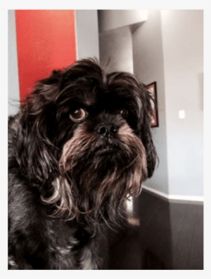 Grissom - Shih-poo #2419660