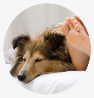 Overnight Visits - Sheltie Sleeping With Her Owner #2419792