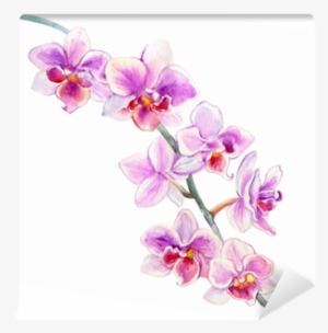 Orchid Flowers Watercolor Hand Drawn Botanical Illustration - Orchidea Disegnata #2424427