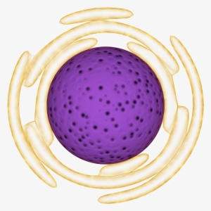 Organelle Models Graphics Thrive Clipart Library Download - Nucleus Png #2437649