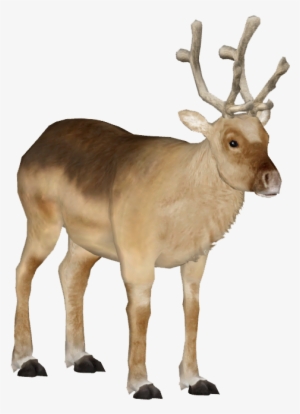 Peary Caribou 2 - Caribou Png #2437675