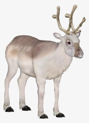 Peary Caribou 5 - Cartoon Peary Caribou #2437728