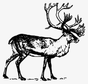 Caribou - Boreal Woodland Caribou Drawing #2438191